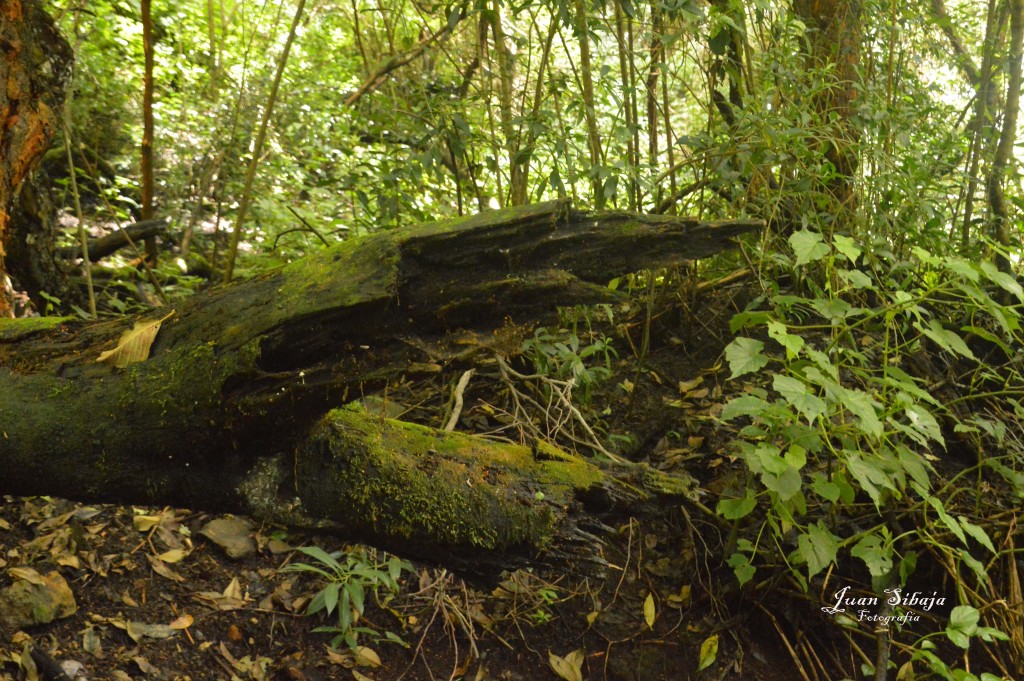 Foto de Parque Nacional Prusia (Cartago), Costa Rica