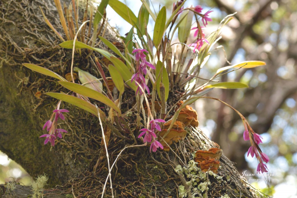 Foto de Parque Nacional Prusia (Cartago), Costa Rica