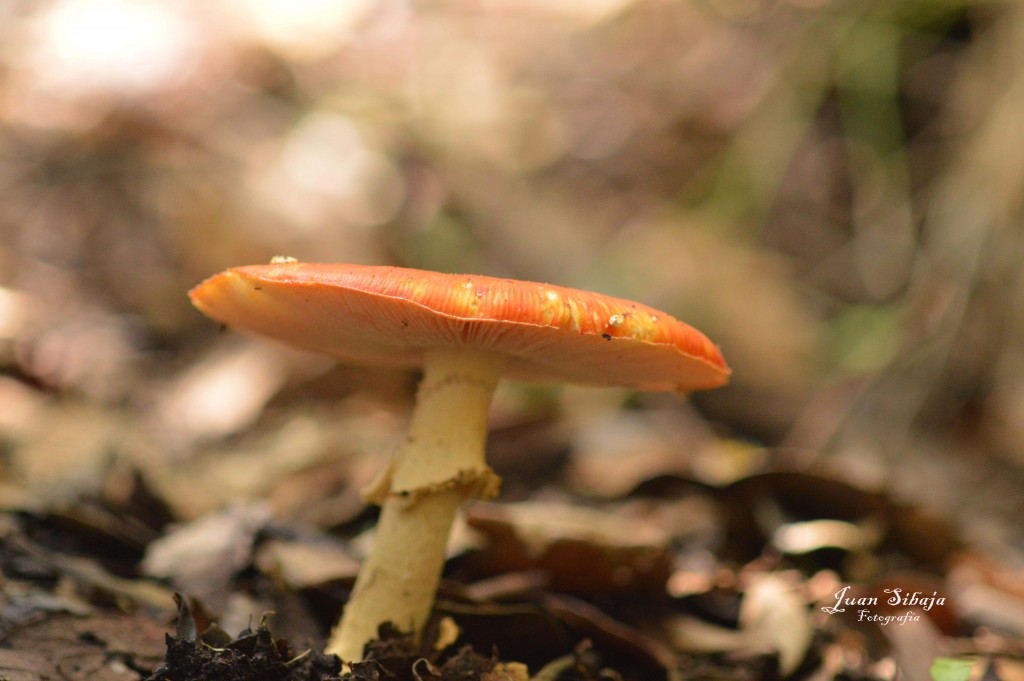 Foto: Hongos - Parque Nacional Prusia (Cartago), Costa Rica