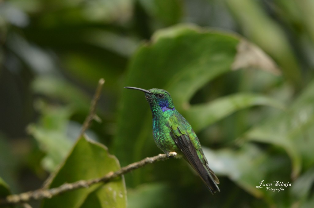 Foto: Colibri - Laguna Fraijanes (Alajuela), Costa Rica