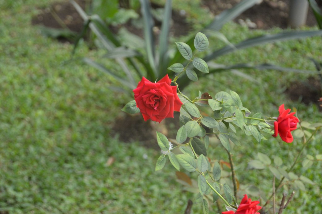 Foto de Alajuela, Costa Rica