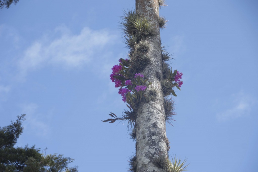 Foto de Alajuela, Costa Rica