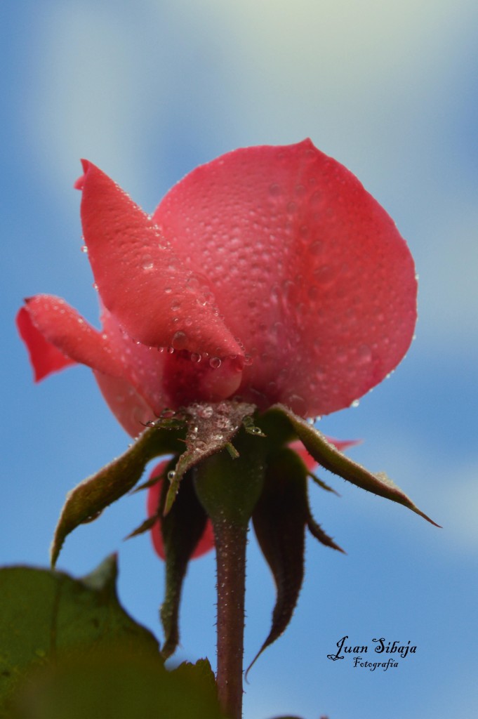 Foto de Alajuela, Costa Rica