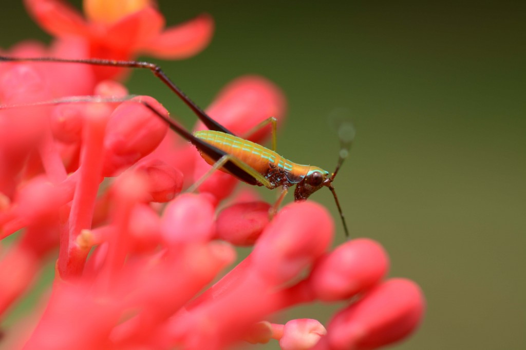 Foto de Alajuela, Costa Rica