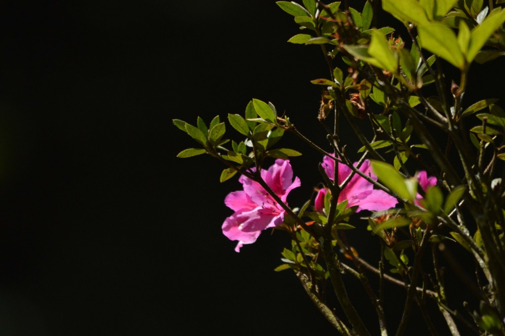 Foto de Alajuela, Costa Rica