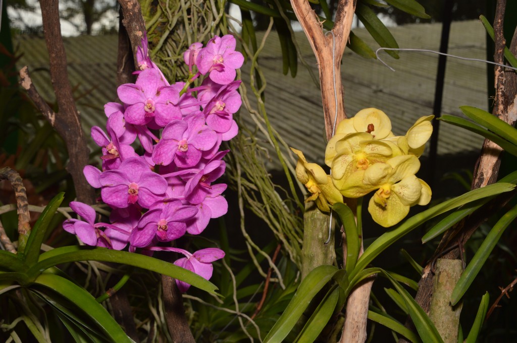 Foto de Alajuela, Costa Rica