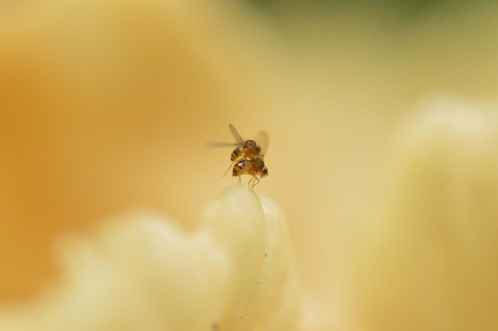 Foto de Alajuela, Costa Rica