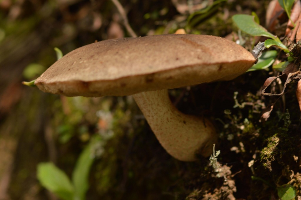 Foto de Alajuela, Costa Rica