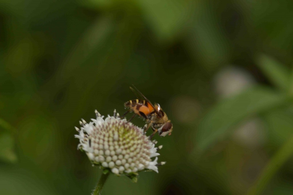 Foto de Alajuela, Costa Rica