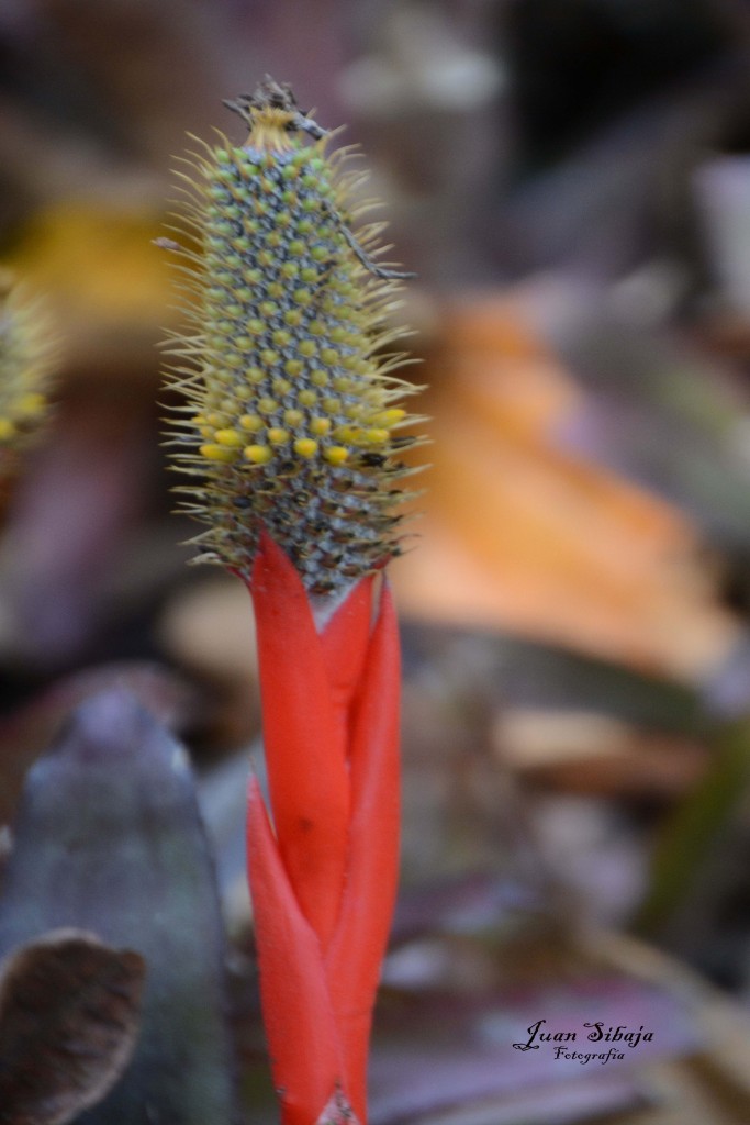 Foto de ALAJUELA (Alajuela), Costa Rica