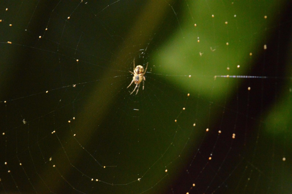 Foto de Alajuela, Costa Rica