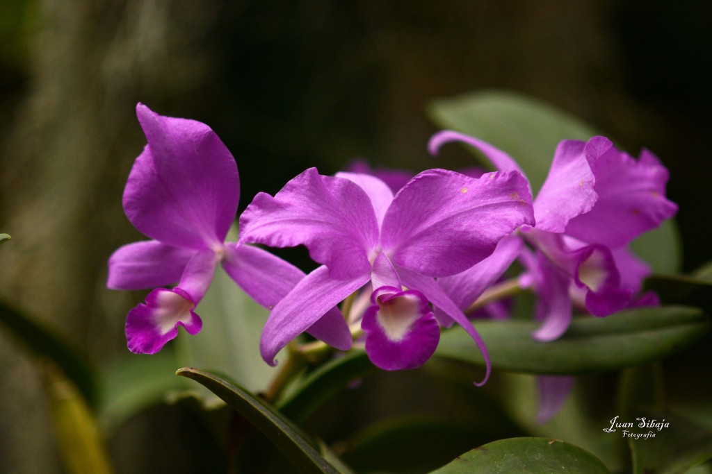 Foto de Alajuela, Costa Rica