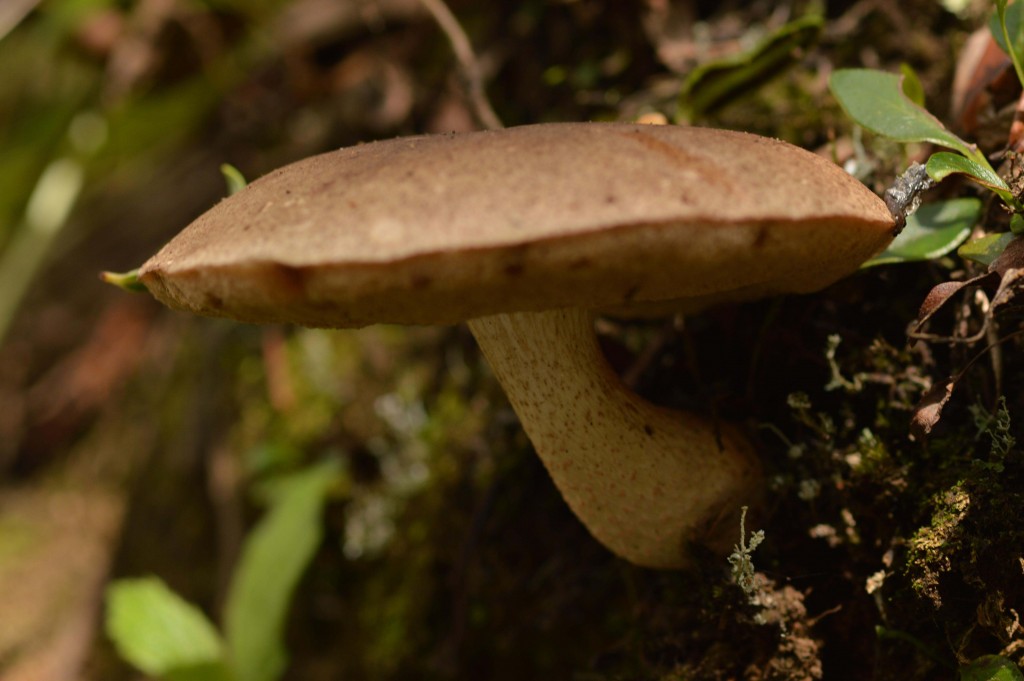 Foto de Alajuela, Costa Rica