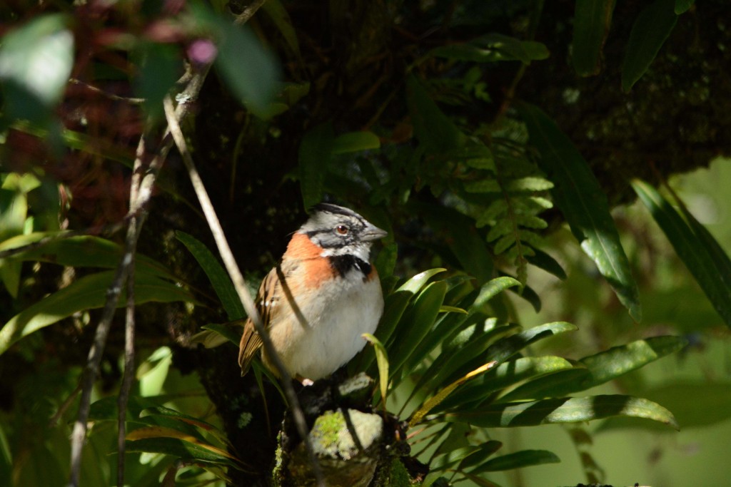 Foto de Alajuela, Costa Rica