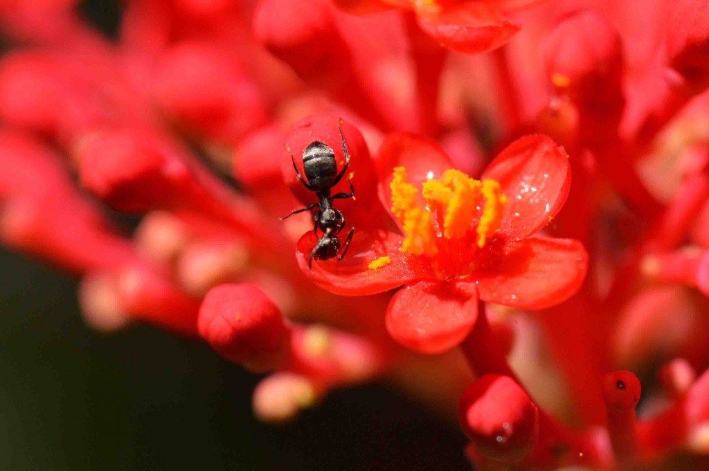 Foto de Alajuela, Costa Rica