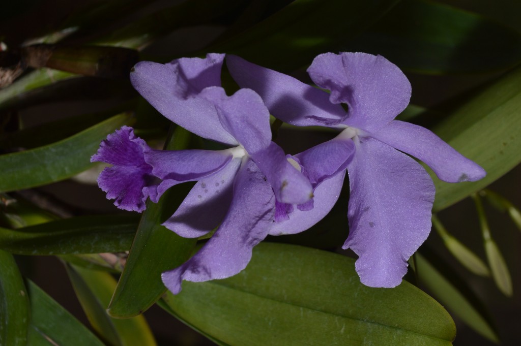 Foto de Alajuela, Costa Rica