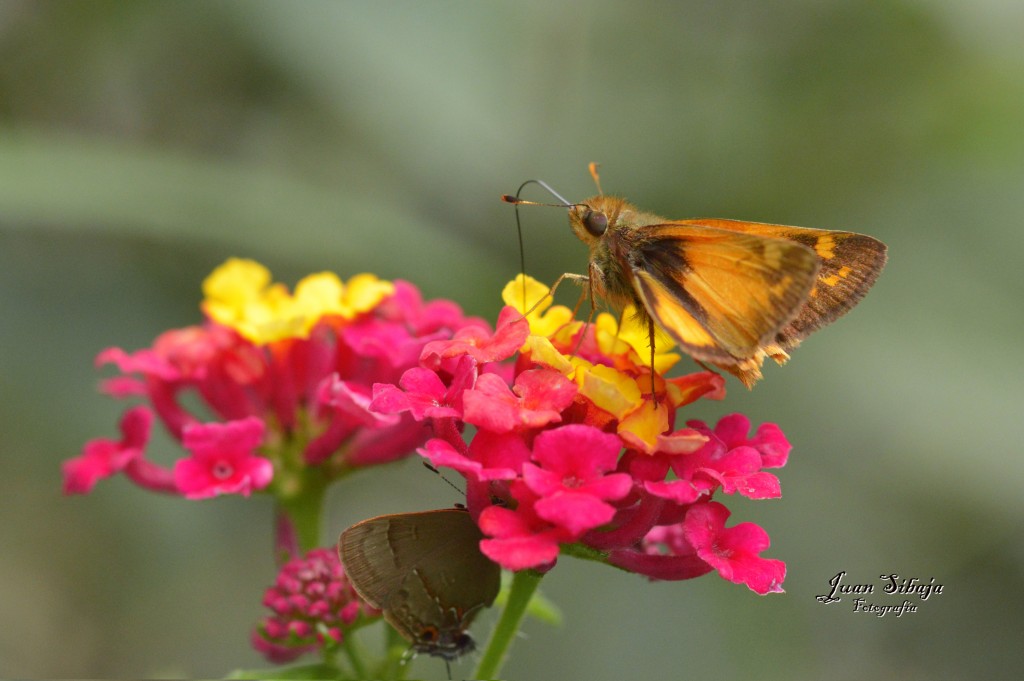 Foto de Alajuela, Costa Rica