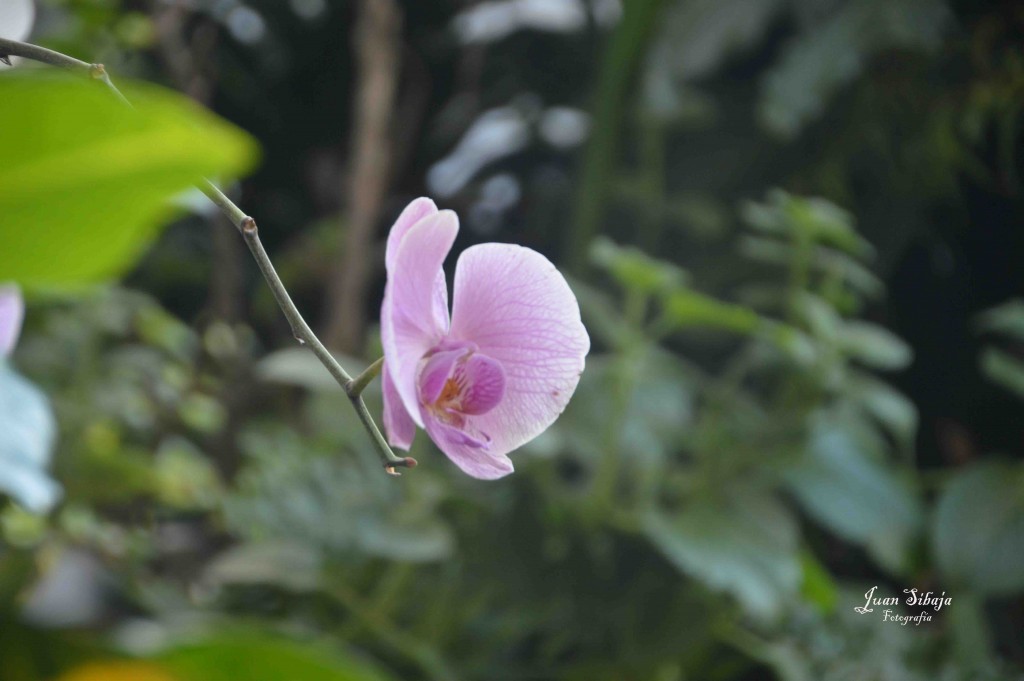 Foto de Alajuela, Costa Rica