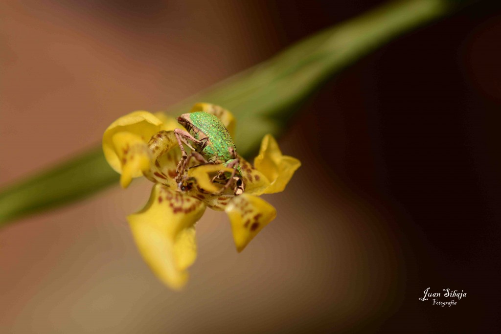 Foto de Alajuela, Costa Rica