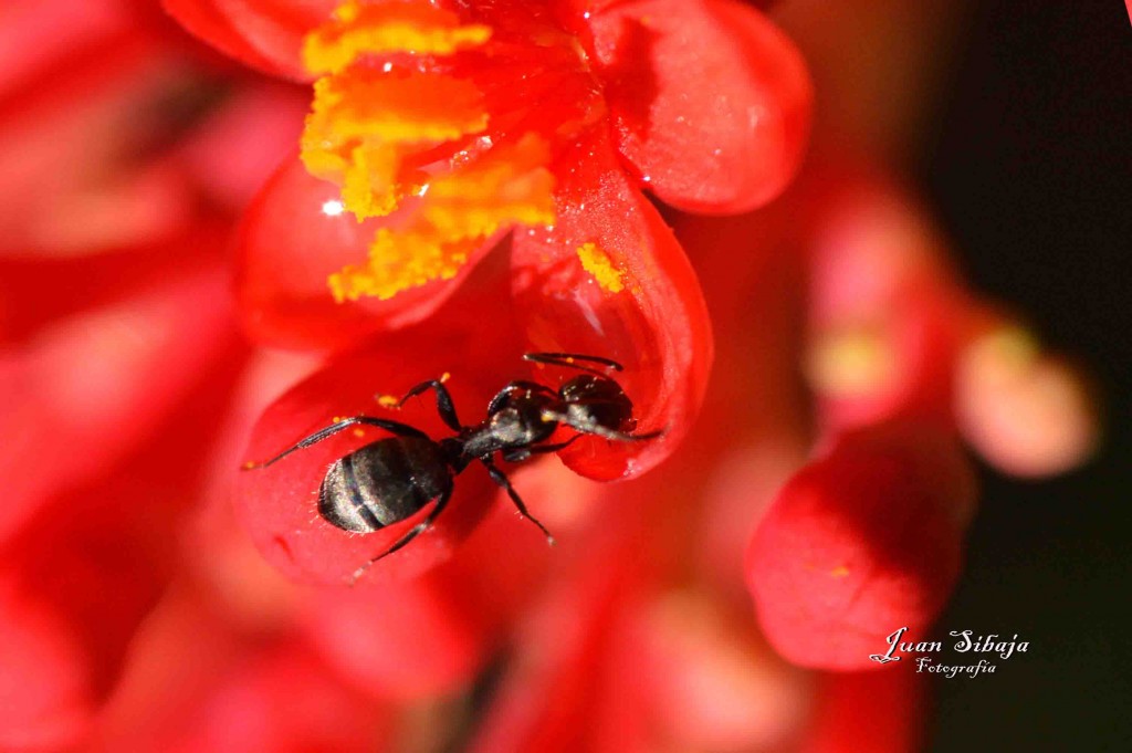 Foto de Alajuela, Costa Rica