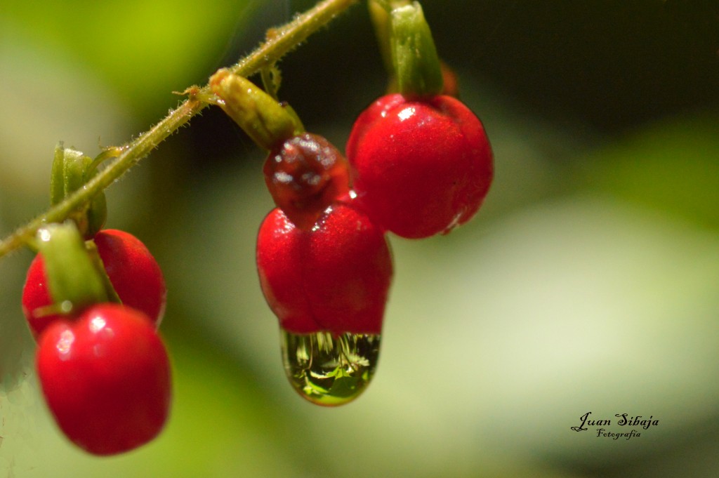 Foto de Alajuela, Costa Rica