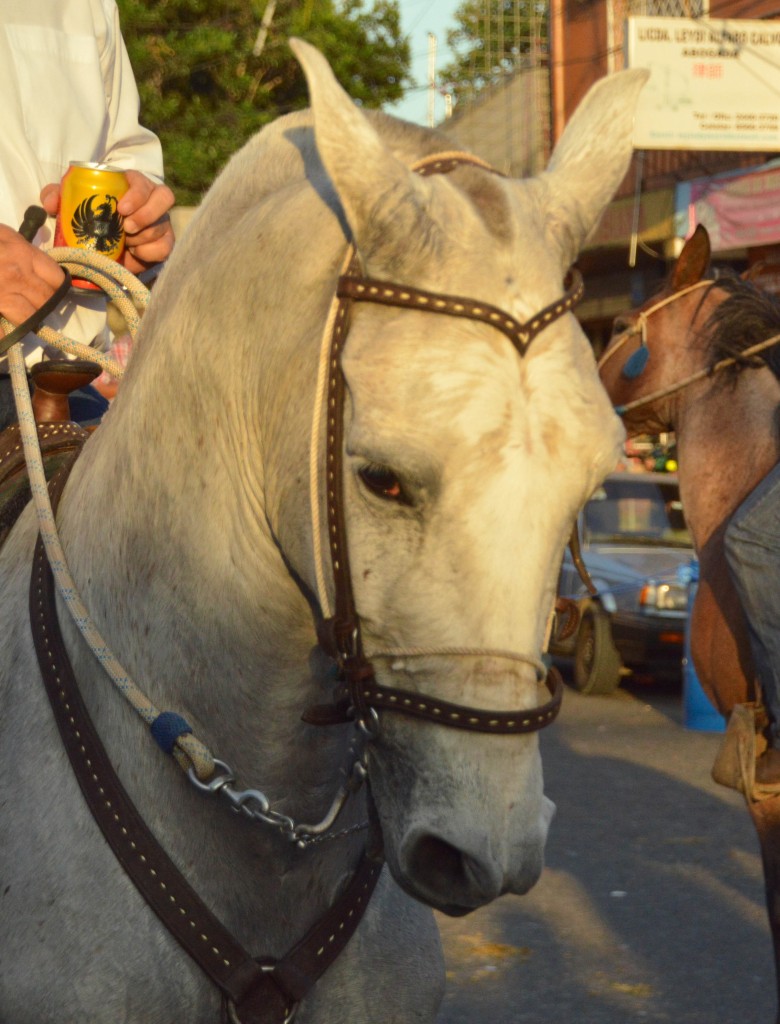 Foto: Tope Alajuela 2014 - Alajuela, Costa Rica