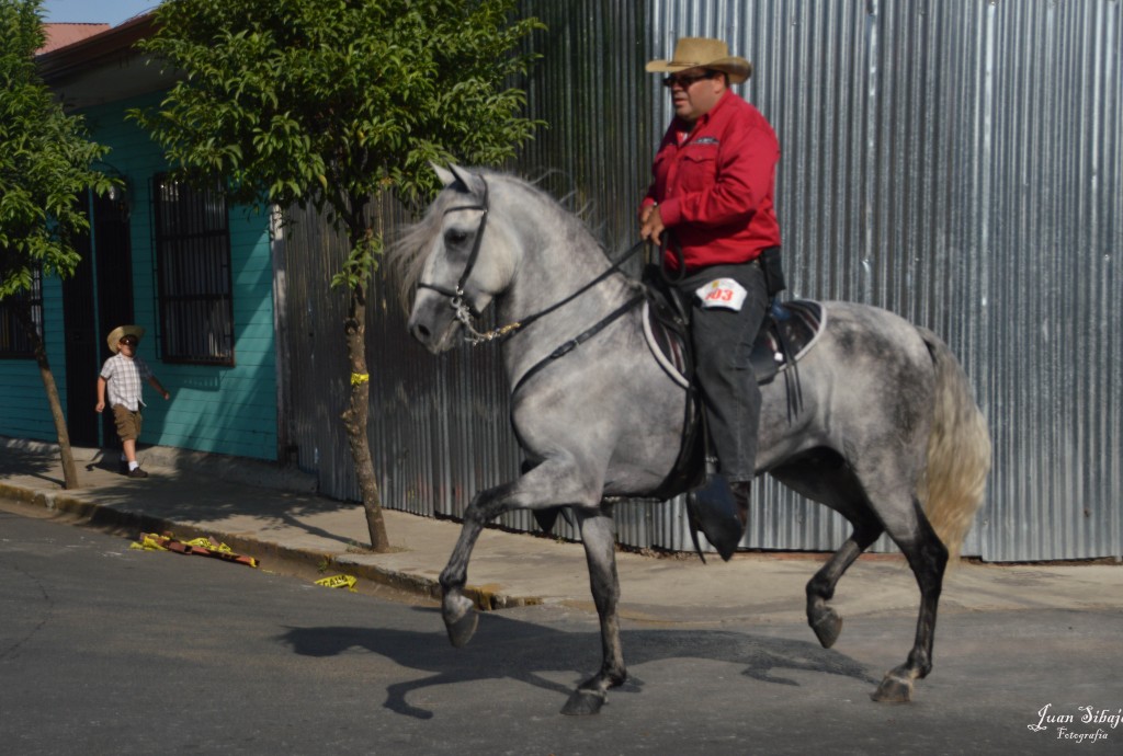 Foto: Tope Alajuela 2014 - Alajuela, Costa Rica