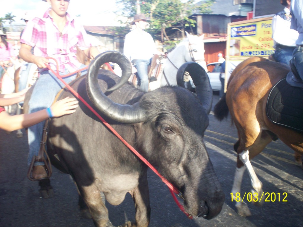 Foto: Tope Alajuela 2012 - Alajuela, Costa Rica