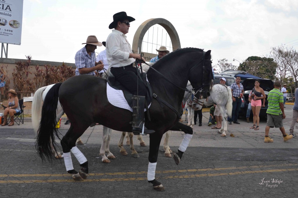 Foto: Tope de Alajuela 2016 -1 - Alajuela, Costa Rica