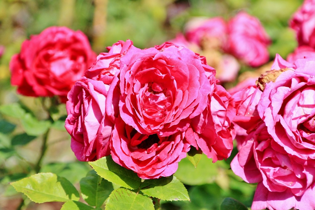 Foto: Concurso de rosas 2017 - Barcelona (Cataluña), España