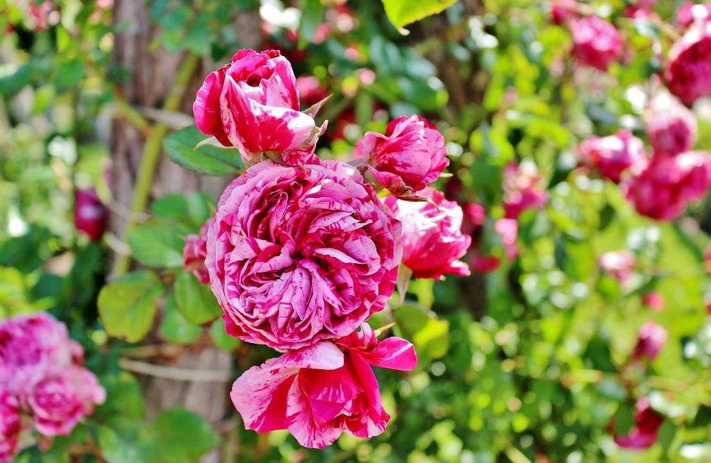 Foto: Concurso de rosas 2017 - Barcelona (Cataluña), España