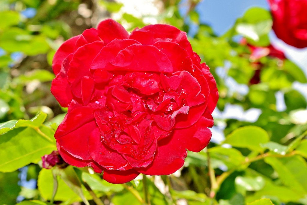 Foto: Concurso de rosas 2017 - Barcelona (Cataluña), España