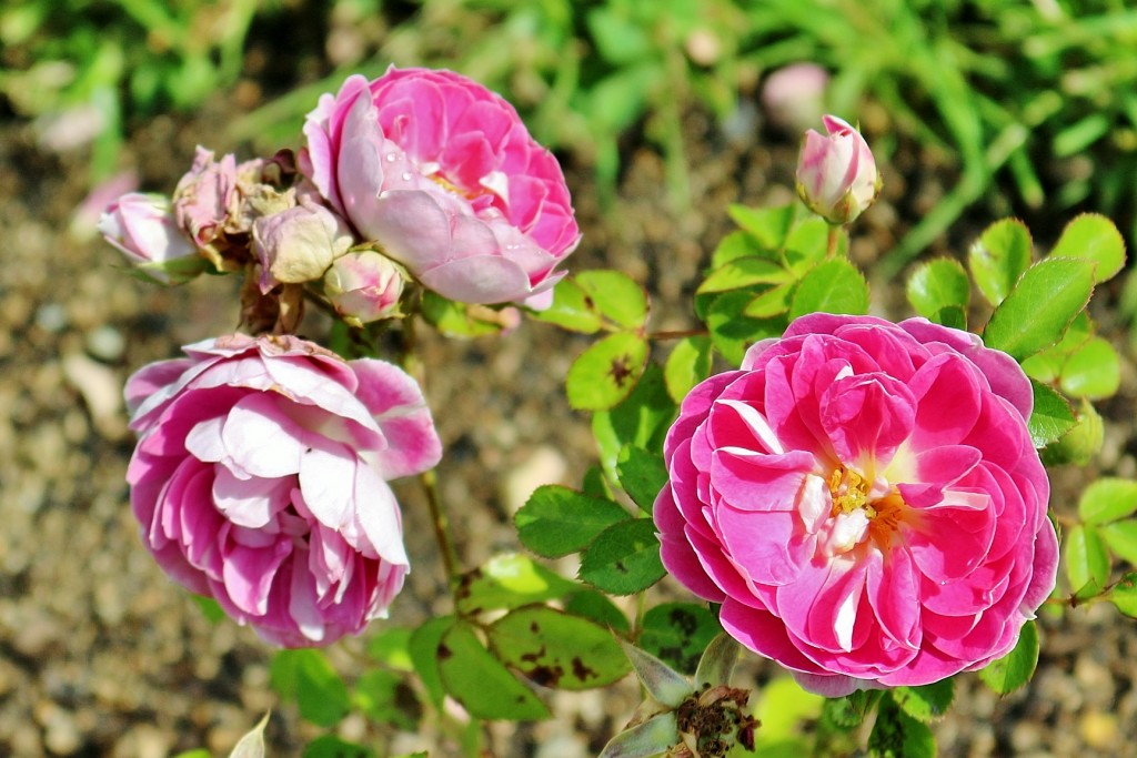 Foto: Concurso de rosas 2017 - Barcelona (Cataluña), España