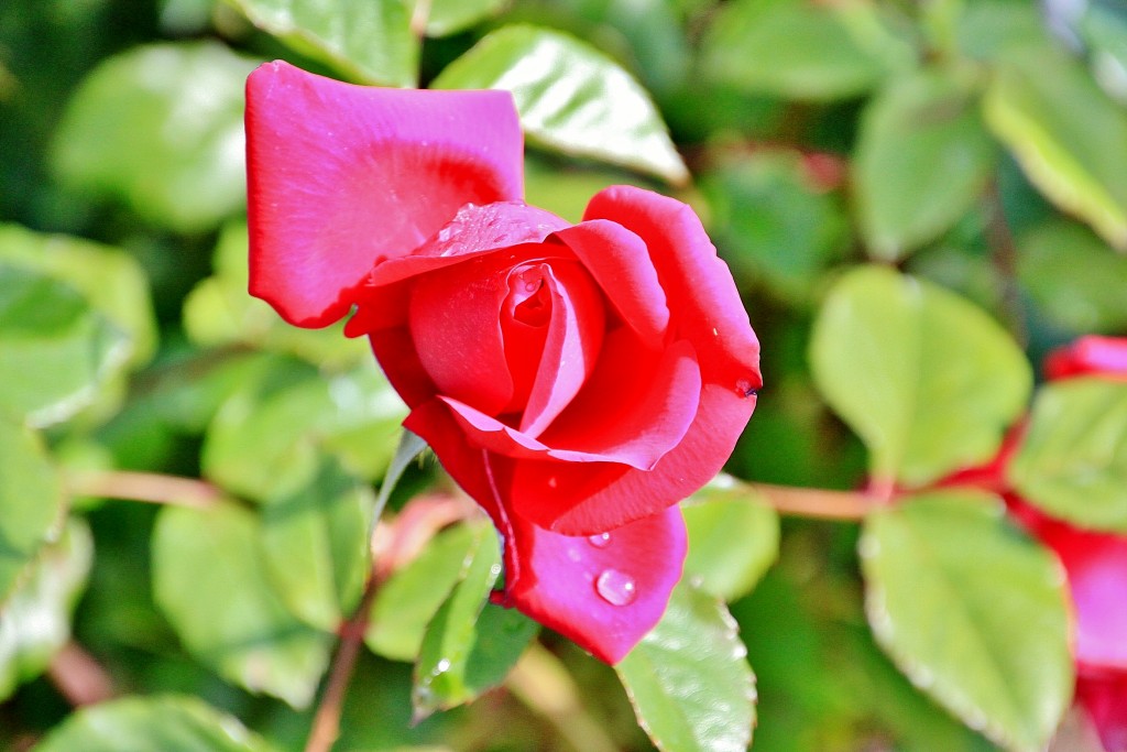 Foto: Concurso de rosas 2017 - Barcelona (Cataluña), España