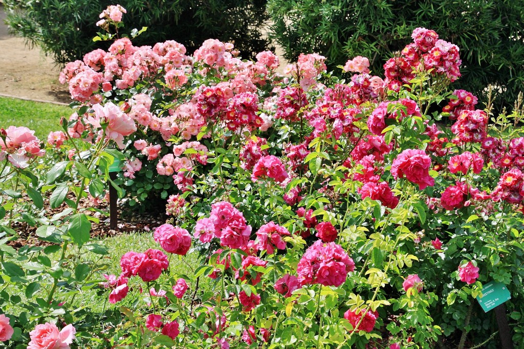 Foto: Concurso de rosas 2017 - Barcelona (Cataluña), España