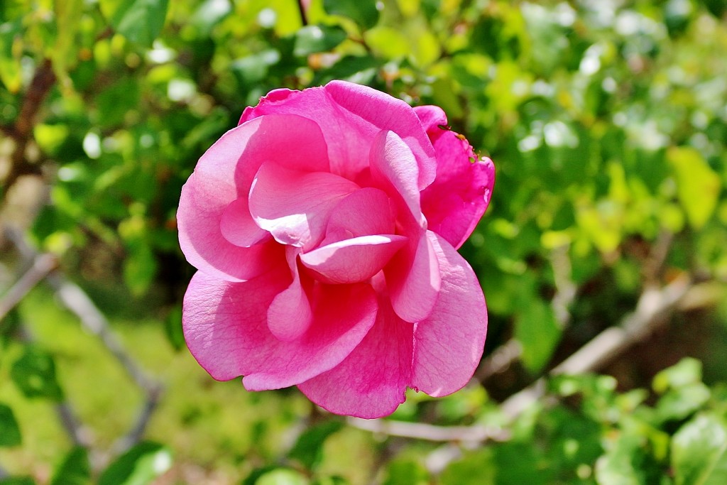 Foto: Concurso de rosas 2017 - Barcelona (Cataluña), España