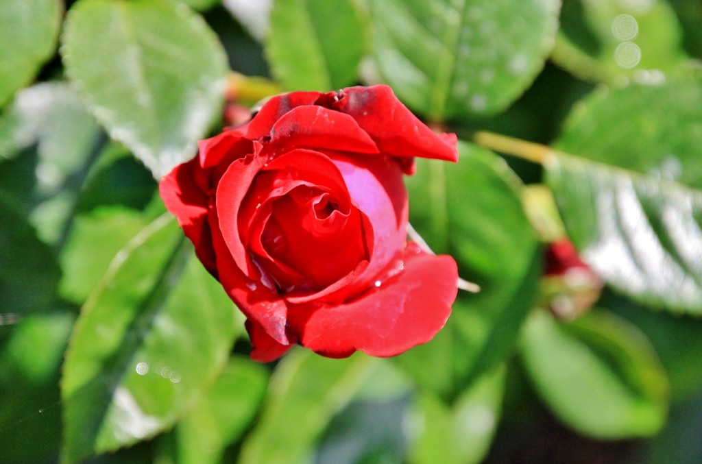 Foto: Concurso de rosas 2017 - Barcelona (Cataluña), España