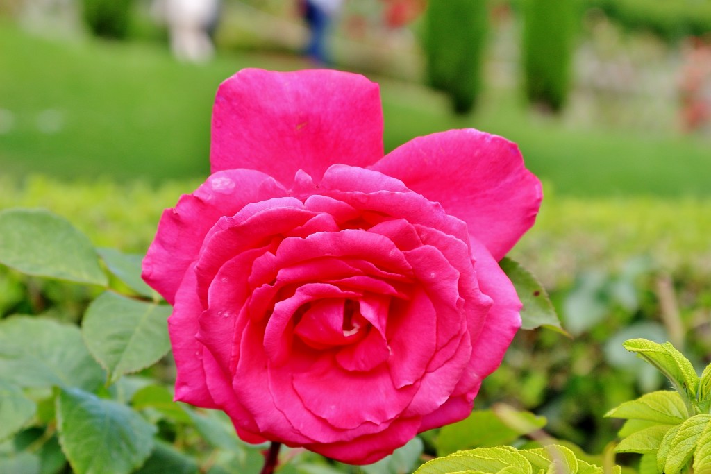 Foto: Concurso de rosas 2017 - Barcelona (Cataluña), España