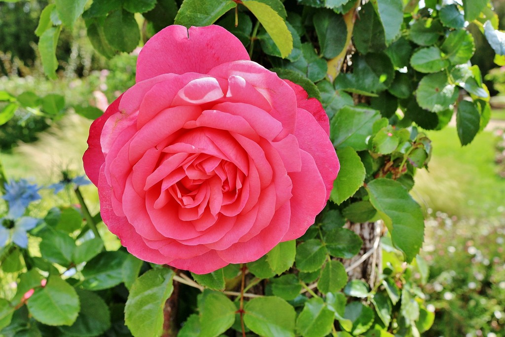 Foto: Concurso de rosas 2017 - Barcelona (Cataluña), España