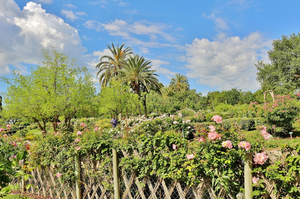 Foto: Concurso de rosas 2017 - Barcelona (Cataluña), España