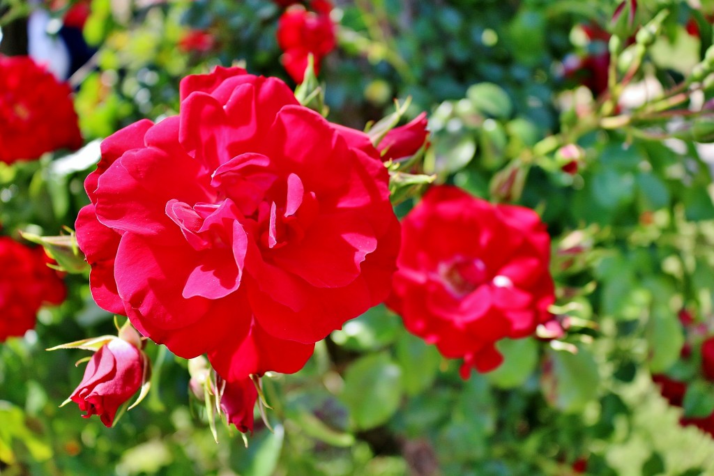 Foto: Concurso de rosas 2017 - Barcelona (Cataluña), España