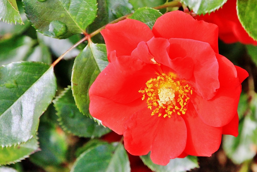 Foto: Concurso de rosas 2017 - Barcelona (Cataluña), España