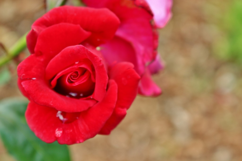 Foto: Concurso de rosas 2017 - Barcelona (Cataluña), España