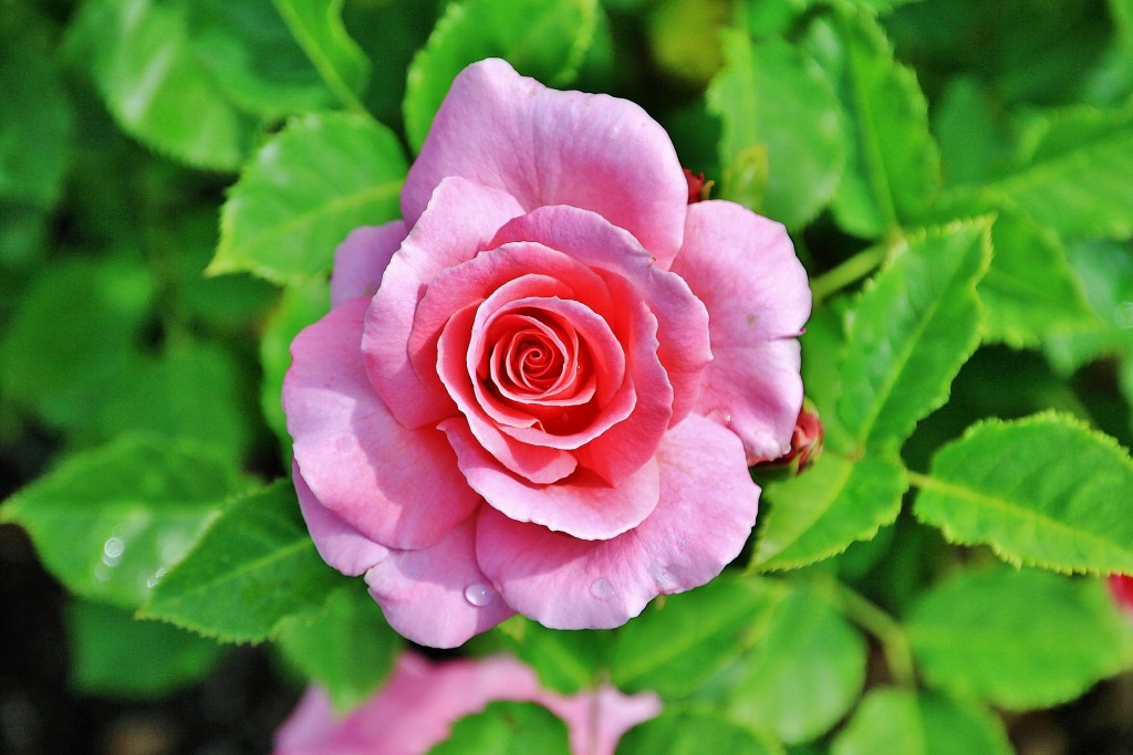 Foto: Concurso de rosas 2017 - Barcelona (Cataluña), España