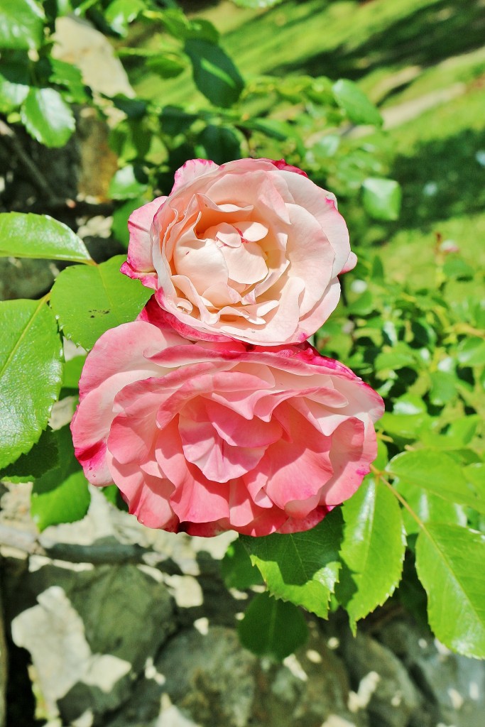 Foto: Concurso de rosas 2017 - Barcelona (Cataluña), España