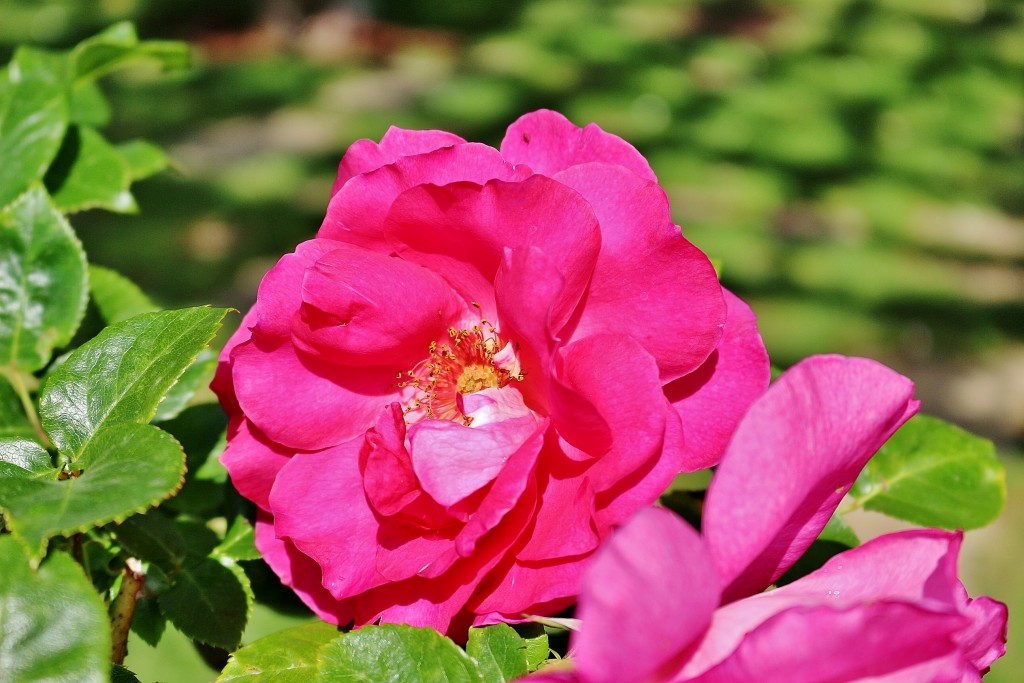 Foto: Concurso de rosas 2017 - Barcelona (Cataluña), España