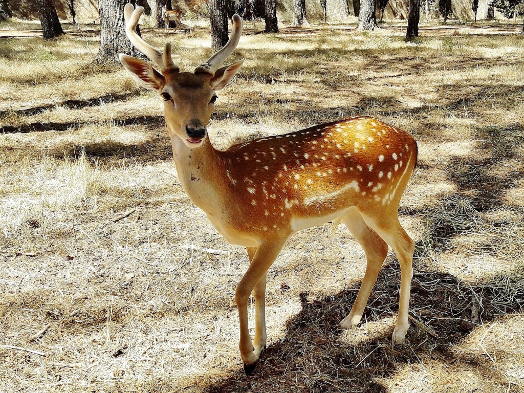 Foto: Parque Samá - Cambrils (Tarragona), España