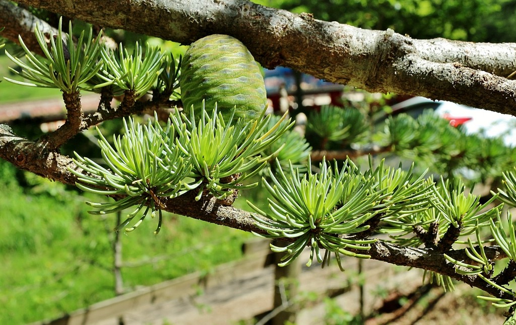 Foto: Piña - Castellar de n´Hug (Barcelona), España