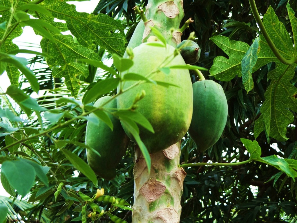 Foto: Iguanario Los Tocones - Los Tocones (Samaná), República Dominicana