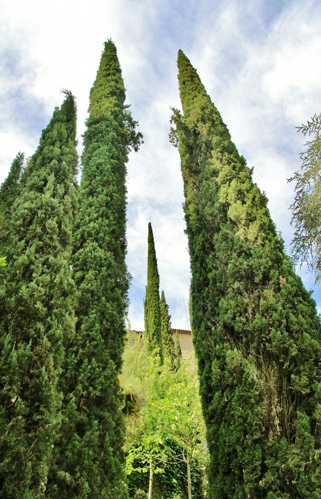 Foto: Girona tiempo de flores - Girona (Cataluña), España